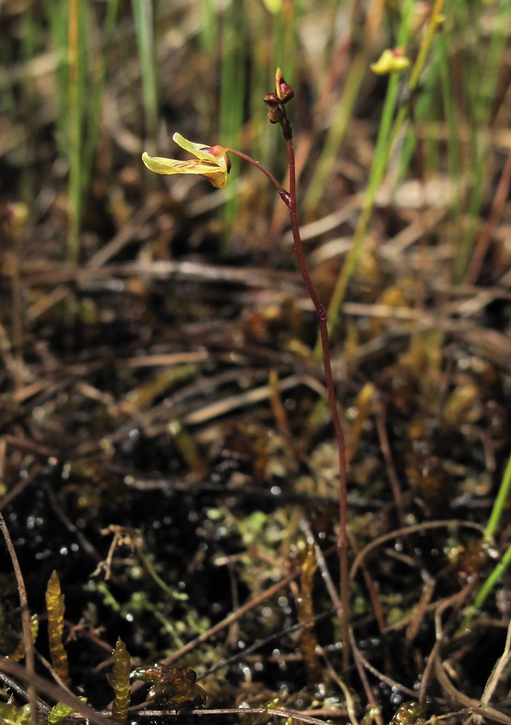 Utricularia minor